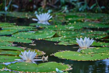 White aquatic lotus flowers in a river with green leaves