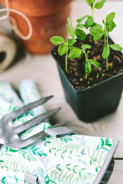 Sweet Pea Seedlings On A Potting Bench