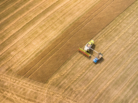 Agricultural machinery combines and trucks with freshly picked w