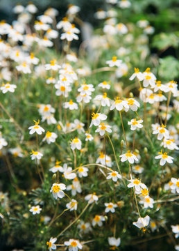 Small, delicate white flowers