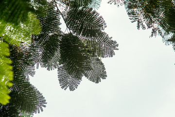 Leaves