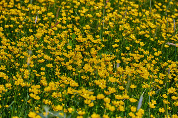 Colorful meadow flowers of green grass on a garden field