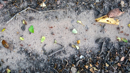 Bewacht von den viel grösseren Soldaten transportieren Blattschneiderameisen Material zum Nest