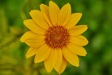 Yellow big daisy on a green background in macro