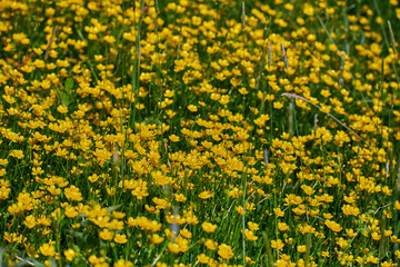 Colorful meadow flowers of green grass on a garden field