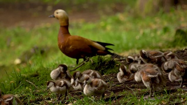 Shelduck teaching little ducklings cleaning feathers. Tadorna ferruginea.