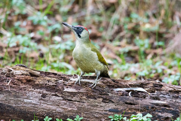 Picchio verde