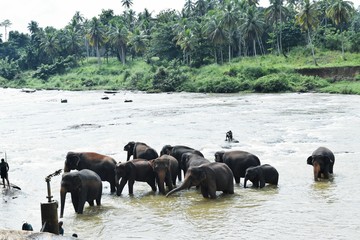 The Asian elephant is the largest living land animal in Asia.