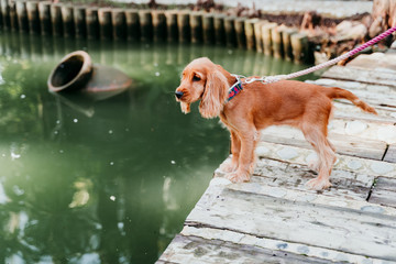 portrait of cute puppy cocker spaniel dog outdoors