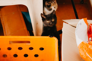 Beuatiful and very curious black  kitty hiding behind box, looking over the box straight in camera....