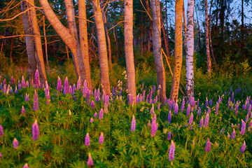 Purple summer lupine flowers on a green meadow in a forest at sunset
