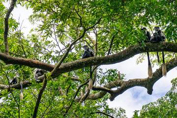 Fototapeta premium Black and white colobus monkey, Entebbe, Uganda
