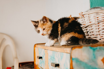 Kitty sitting on wooden board
