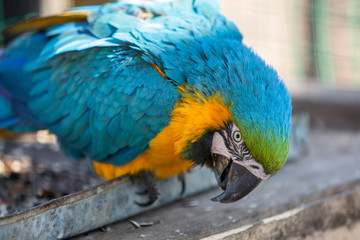 Colorful parrot in a cage at a zoo.