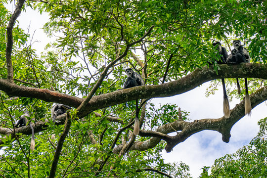 Black and white colobus monkey, Entebbe, Uganda