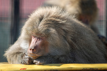 Baboon monkeys in a zoo on sunny day.