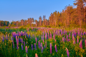 Purple summer lupine flowers on a green meadow in a forest at sunset