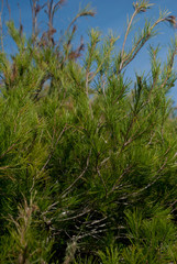 Ramas de pino adornando las vistas al azul cielo