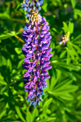 Purple summer lupine flowers in the meadow on a sunny day