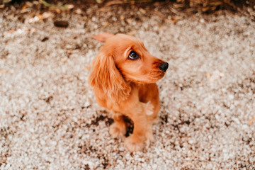 portrait of cute puppy cocker spaniel dog outdoors