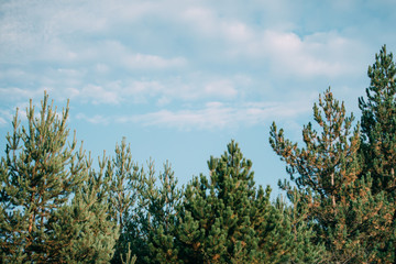 Obraz na płótnie Canvas Forest pine trees and blue sky