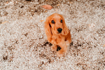 portrait of cute puppy cocker spaniel dog outdoors