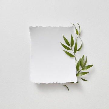 Composition of green leaves and branches with a blank sheet for text on a gray paper background. Natural layout for postcard. Flat lay