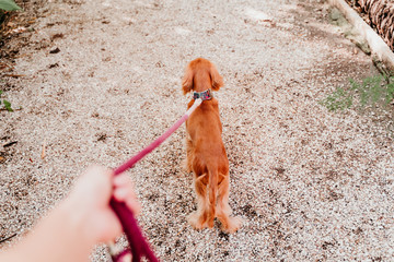 Woman walking with her cute puppy of cocker spaniel. POV hand and leash