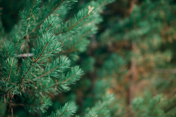 Closeup of a pine tree branch. Christmas tree in nature.