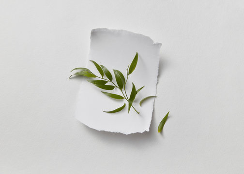 A torn piece of white paper decorated with a green twig presente