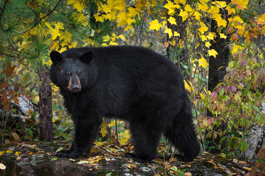 Black Bear (Ursus americanus) Turns Atop Rock Autumn