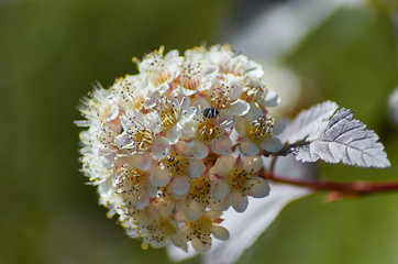 Blooming pink-white garden tree apple tree in  garden in spring