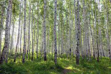 Beautiful birch forest in summer