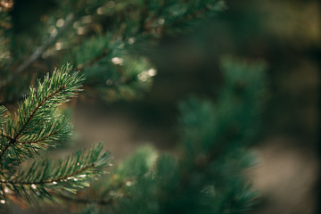 Detail of a pine tree branch. Christmas tree in nature.