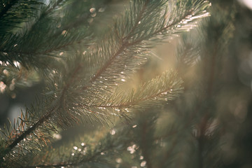 Closeup of a pine tree branch. Christmas tree in nature with light passing through, festive...