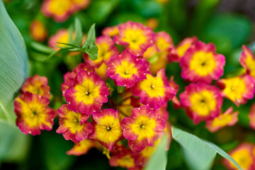 Yellow red flowers of violets on a green background in macro