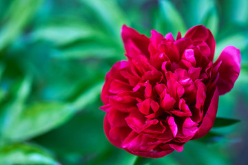 Red peonies on a European flowerbed