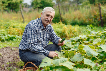 Fototapeta premium An elderly man harvesting cucumbers in the village. Farmer old man works in the countryside in the garden
