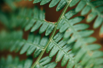 Detail of a fern tree leaf with bright light in background. Exotic pattern.