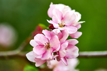 Fototapeta premium Blooming pink-white garden tree apple tree in garden in spring