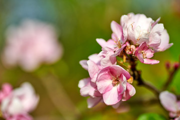 Fototapeta na wymiar Blooming pink-white garden tree apple tree in garden in spring