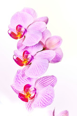 Naklejka na ściany i meble Pink purple orchid on a bright white background macro