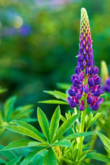 Purple summer lupine flowers in the meadow on a sunny day