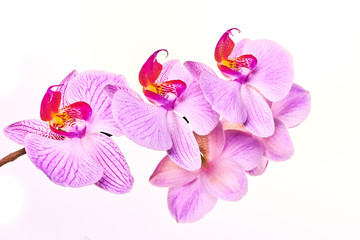 Pink purple orchid on a bright white background macro