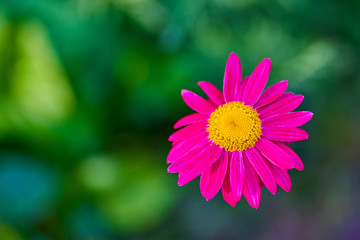 Obraz premium Pink purple big daisy flower on a green background in macro