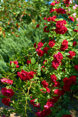 Fototapeta na wymiar Pink red rose flowers in a summer garden on a sunny day