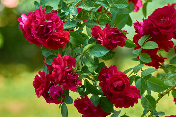 Pink red rose flowers in a summer garden on a sunny day