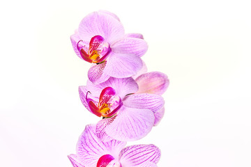 Pink purple orchid on a bright white background macro