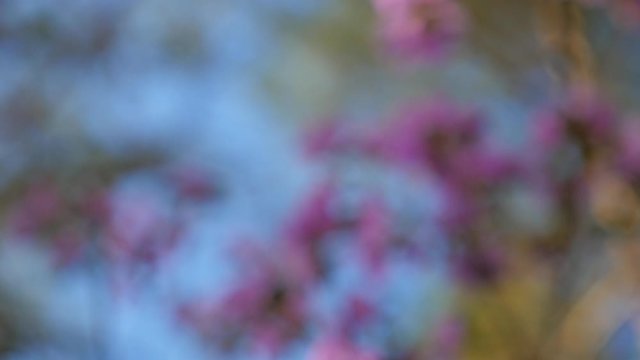 Labrador tea, affectionateness, dearness, delicacy, fondness, grain, kind, lilac petals, mountains, nature, petals, prime, snowdrops, springtide, springtime, subtlety, tenderness, turquoise Sky, wind