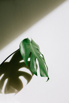 Monserat Deliciosa leaf facing bright sun light